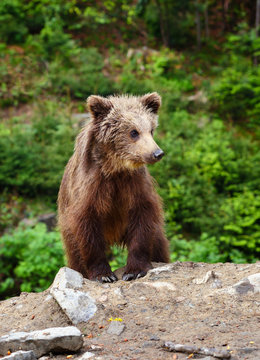 Cute little brown bear cub on the edge of the forest