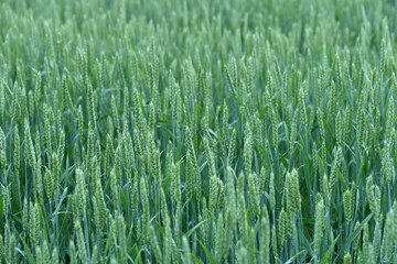 Wheat grows in the field. Green ear. Maturation of plants.