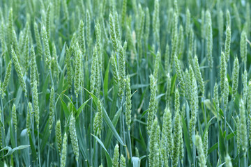 Wheat grows in the field. Green ear. Maturation of plants.
