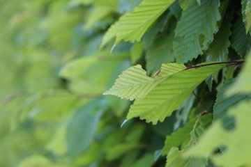 Leaves