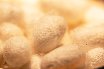 white cocoons of silkworm