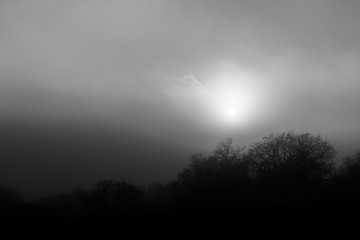 Low sun filtering through fog and mist, with some trees and plants silhouettes