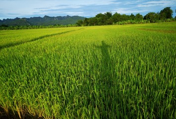 The shadow on the rice field