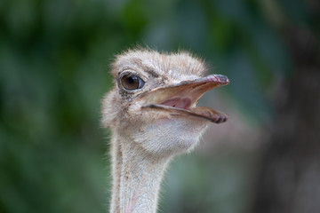 female ostrich at Taipei ZooTaipei
