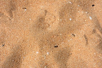 Pieces of broken seashells in the sand on the beach, Portugal.