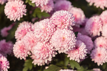 Flowers, flowers chrysanthemum, Chrysanthemum wallpaper