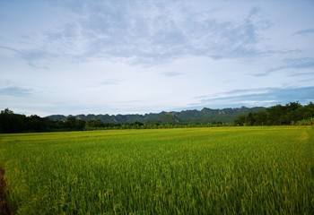 Fototapeta premium The beautiful view of the rice field