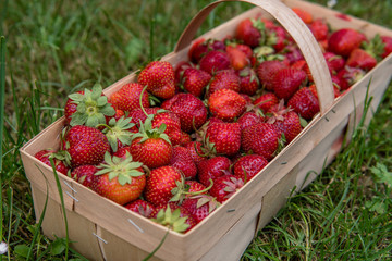 strawberry in a wooden basket, Basket filled with some red fresh strawberries, basket stands in the...