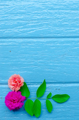Fototapeta na wymiar beautiful flower on blue background,top view ,break time,empty space.