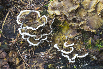 Mushrooms in the wood, nature background