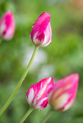 Obraz na płótnie Canvas Water drop on pink tulip's