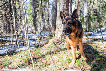 Dog German Shepherd in the forest in an early spring