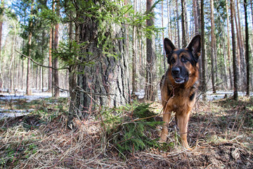 Dog German Shepherd in the forest in an early spring