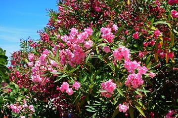 Fototapeta premium Pink Oleander bush in full bloom, Portugal.