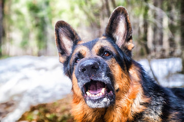 Dog German Shepherd in the forest in an early spring