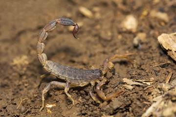 Bark scorpion, Lychas sp, Butheidae, Agumbe ARRSC, Karnataka