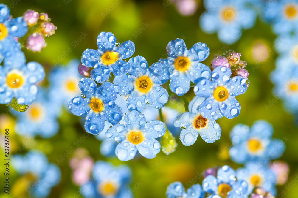 Wall mural blue flowers forget-me-nots