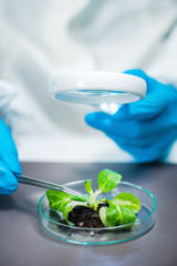 Biologist Examining Plant Roots