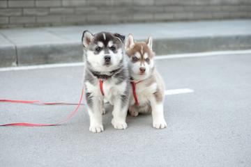 Two little siberian husky puppy outdoor © Maxim