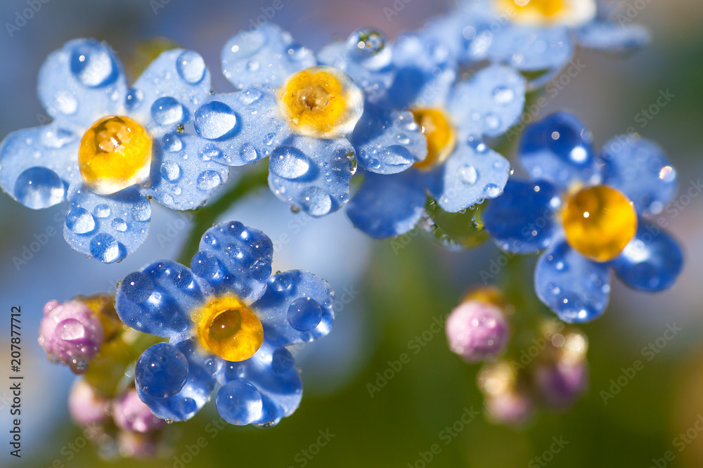 Wall mural blue flowers forget-me-nots