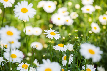 Obraz premium Flowers, flowers chrysanthemum, Chrysanthemum wallpaper
