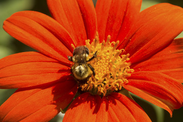 Bumble bee foraging on a bright red dahlia flower.