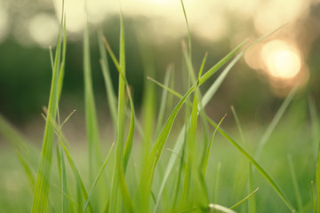 Blurred nature background. In foreground the green grass.