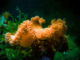 Clownfish in a colorful sea anemone in Andaman sea
