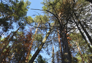 View of high green pines in the forest.