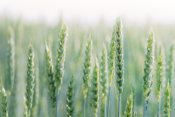 Green wheat field. Young growing wheat ears close-up