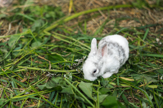 Gray little rabbit in the green grass