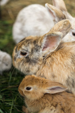 Brown and gray rabbits in grass, small and big rabbits