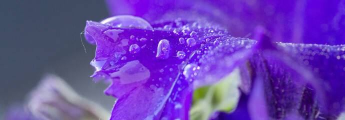 Macro shot on purple petunia flower and dew drops on petals.
