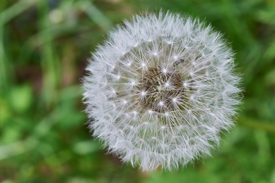 White untouched blooming round dandelion on green grass background. View of the head of the dandelion on top. Background, backdrop or Wallpaper. Flowering of flowers and plants.