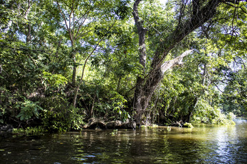 Tropical Trees and Plants Line the Shores of the Lake Nicaragua towards the Isletas de Granada in Granada, Nicaragua