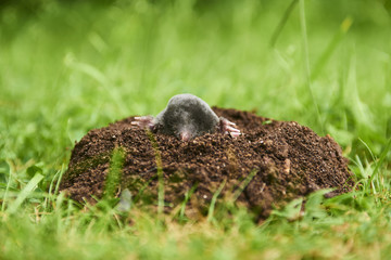 Close up of Mole in garden. Talpa europaea, crawling out of brown molehill, green grass lawn background. Selective focus