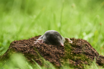 Close up of Mole in garden. Talpa europaea, crawling out of brown molehill, green grass lawn background. Selective focus