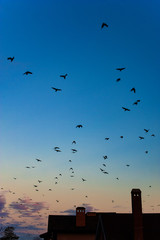 A flock of crows on the background of the evening sky