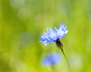 Closeup of a Single Cornflowers in a Field.