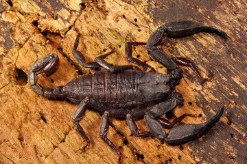 Scorpion, Euscorpiops longimanus, Euscorpiidae, Jampue hills, Tripura