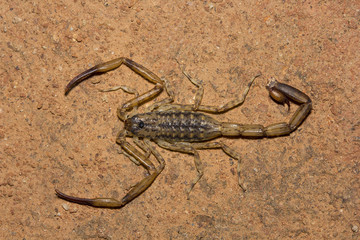 Scorpion, Isometrus sp, Butheidae, Alludu, Andhra Pradesh