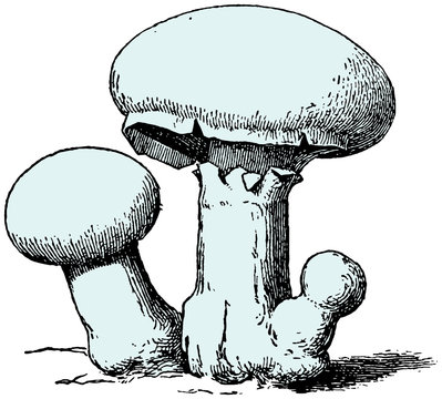 Engraving illustration of button mushroom