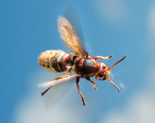 Hornisse mit Flügelbewegungen an der Fensterscheibe vor blauem Himmel