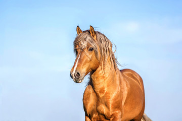 Portrait of a palomino stallion - obrazy, fototapety, plakaty