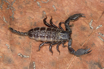 Scorpion, Liocheles nigripes, Hemiscopiidae, Madhya Pradesh