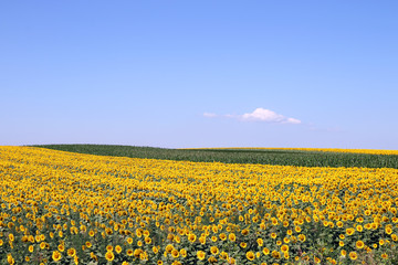 bright sunflower field agriculture landscape summer season