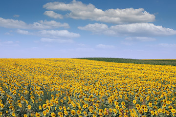 Fototapeta premium bright sunflower field landscape agriculture summer season