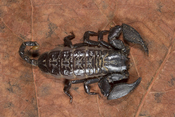 Scorpion, Liocheles nigripes, Hemiscopiidae, Madhya Pradesh