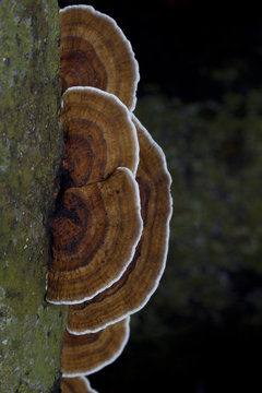  mushroom on a wood
