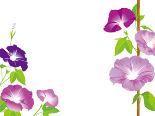 朝顔 イラスト Stock Vector Adobe Stock